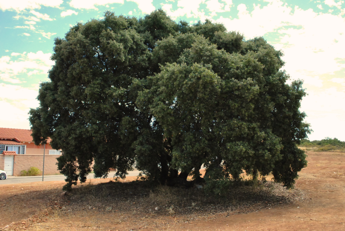 Encina